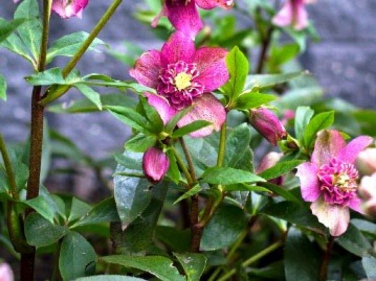 Picture of Helleborus hybrida Tutu PBR