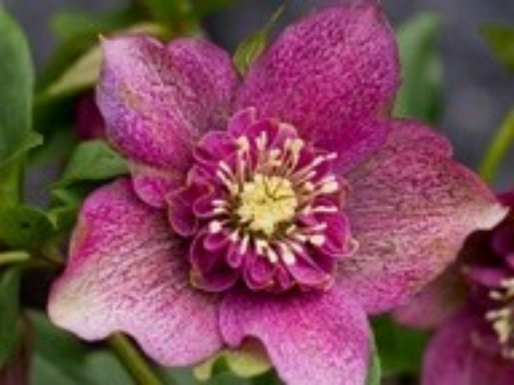 Picture of Helleborus hybrida Tutu PBR