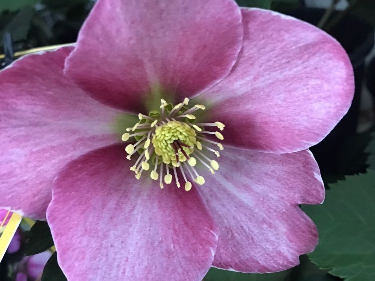 Picture of Helleborus nigercors HGC Madame Lemonnier