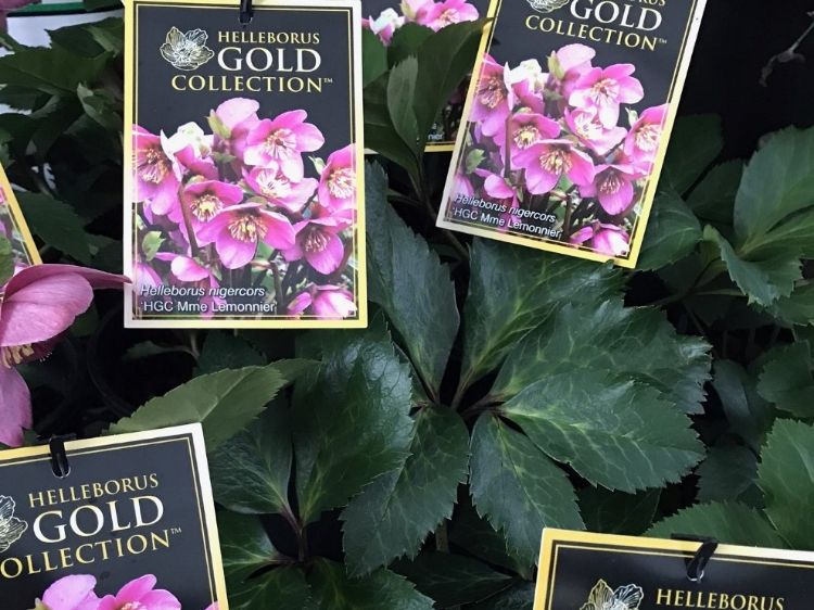 Picture of Helleborus nigercors HGC Madame Lemonnier