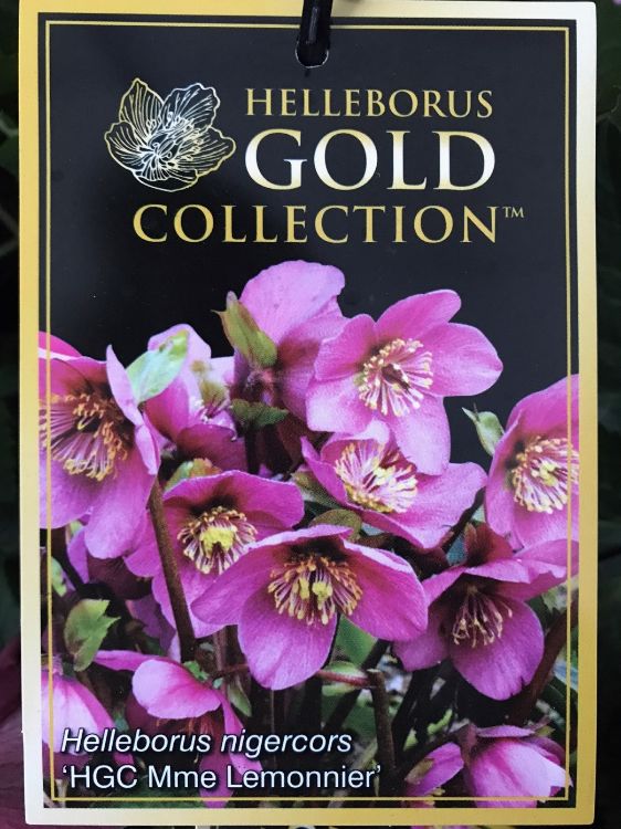 Picture of Helleborus nigercors HGC Madame Lemonnier