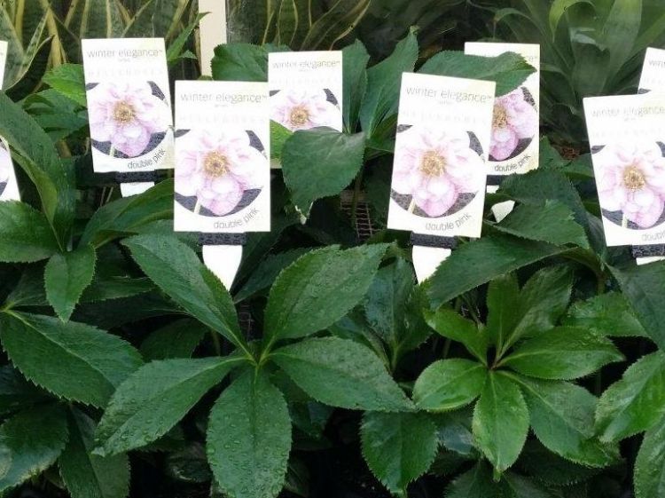 Picture of Helleborus hybrida Double Pink