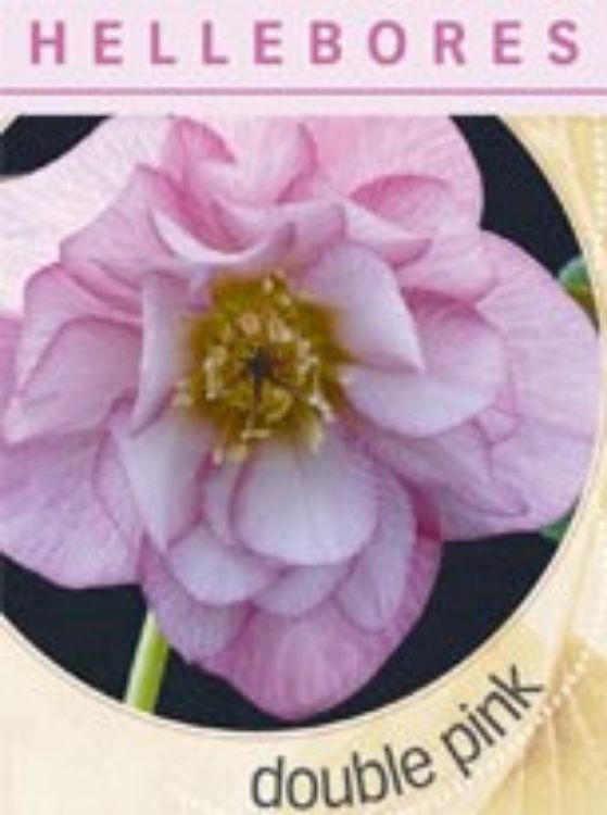 Picture of Helleborus hybrida Double Pink