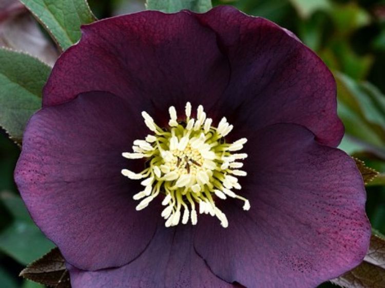 Picture of Helleborus hybrida Plum Purple