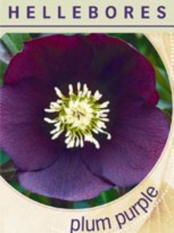 Picture of Helleborus hybrida Plum Purple