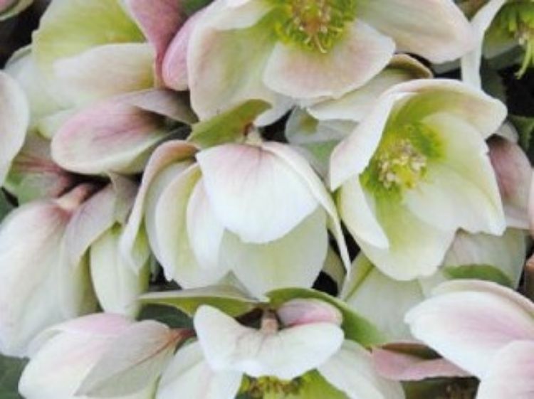 Picture of Helleborus hybrida Ivory Prince