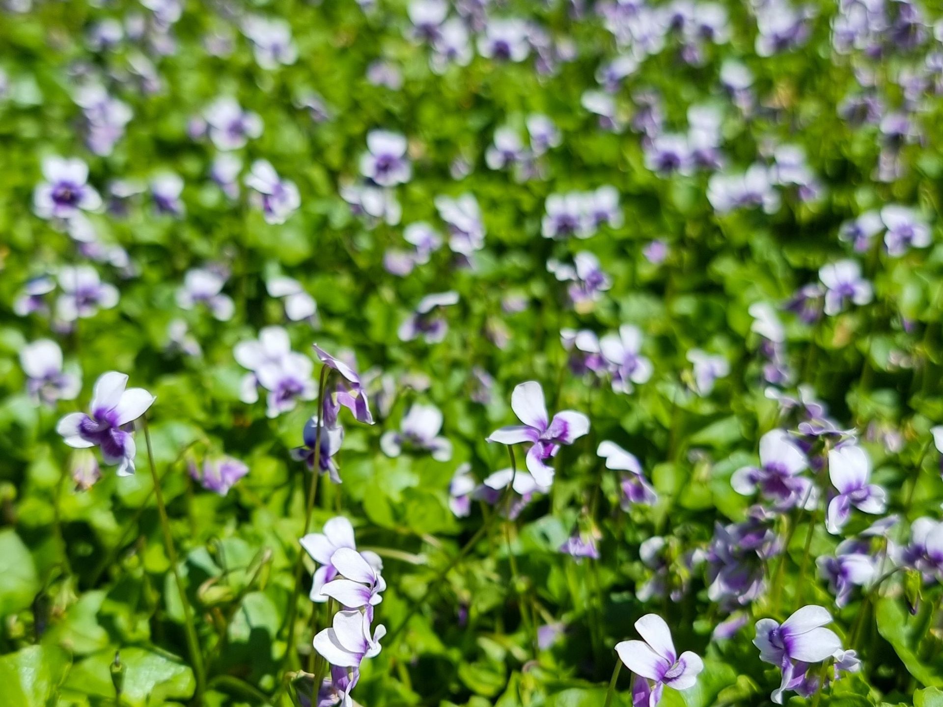 Viola hederacea | Wholesale Nursery - Nurseries in Melbourne & Brisbane ...