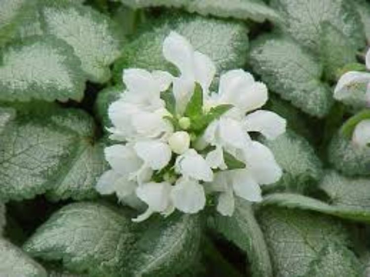 Picture of Lamium maculalum White Nancy
