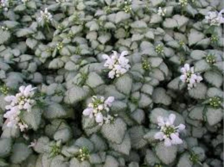 Picture of Lamium maculalum White Nancy