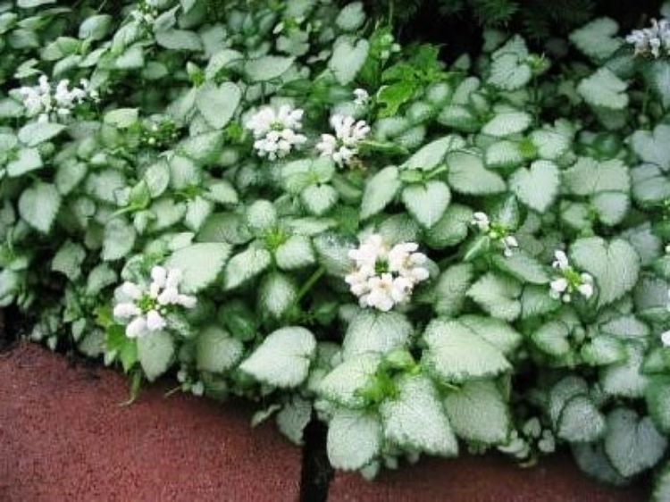 Picture of Lamium maculalum White Nancy