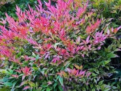 Picture of Nandina domestica Summer Sunset PBR
