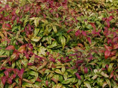 Picture of Nandina domestica Firepower