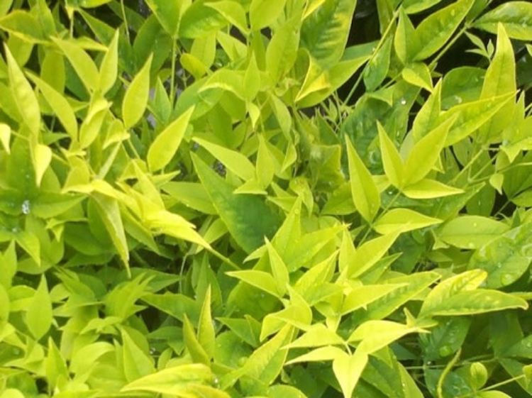 Picture of Nandina domestica Lemon Lime