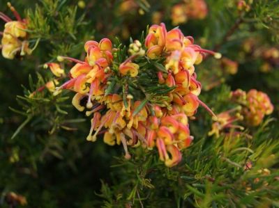 Picture of Grevillea alpina rosmarinifolia Jubilee