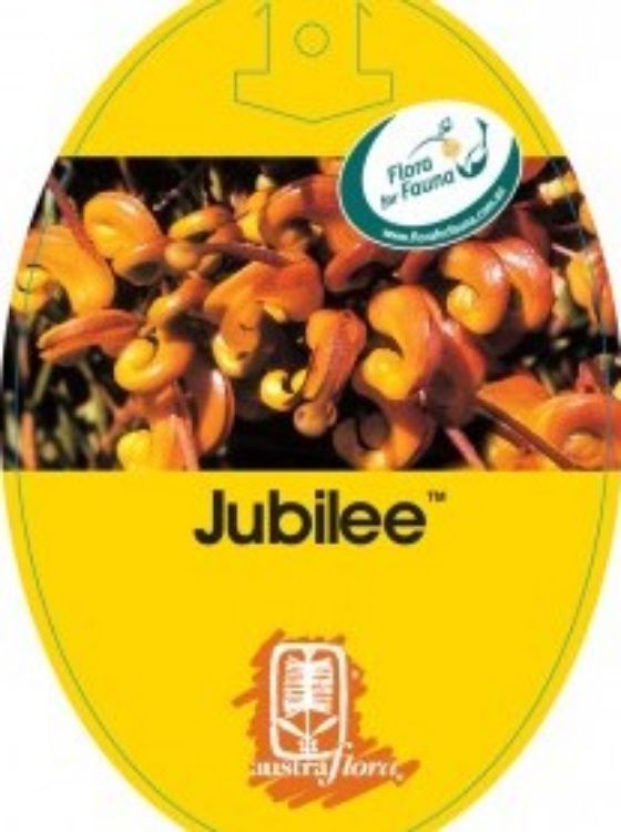 Picture of Grevillea alpina rosmarinifolia Jubilee