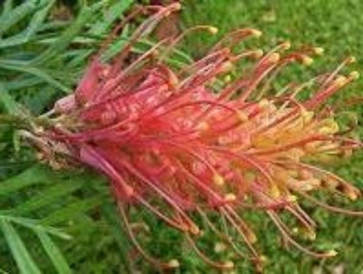 Picture of Grevillea banksii bipinnatifida Superb