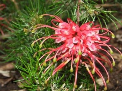 Picture of Grevillea fililoba Ellendale