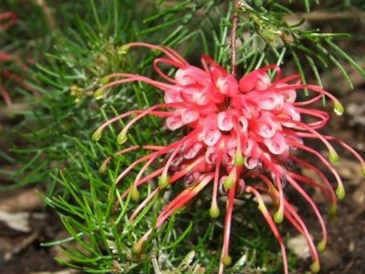 Picture of Grevillea fililoba Ellendale