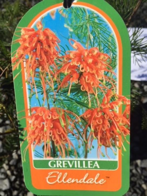 Picture of Grevillea fililoba Ellendale