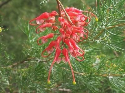 Picture of Grevillea fililoba