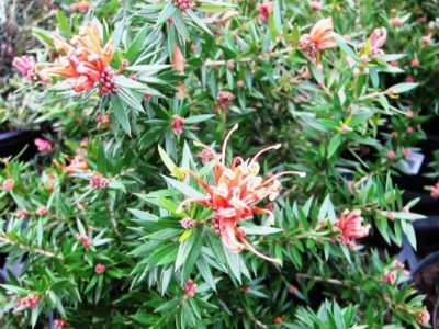 Picture of Grevillea hybrida Apricot Tingle