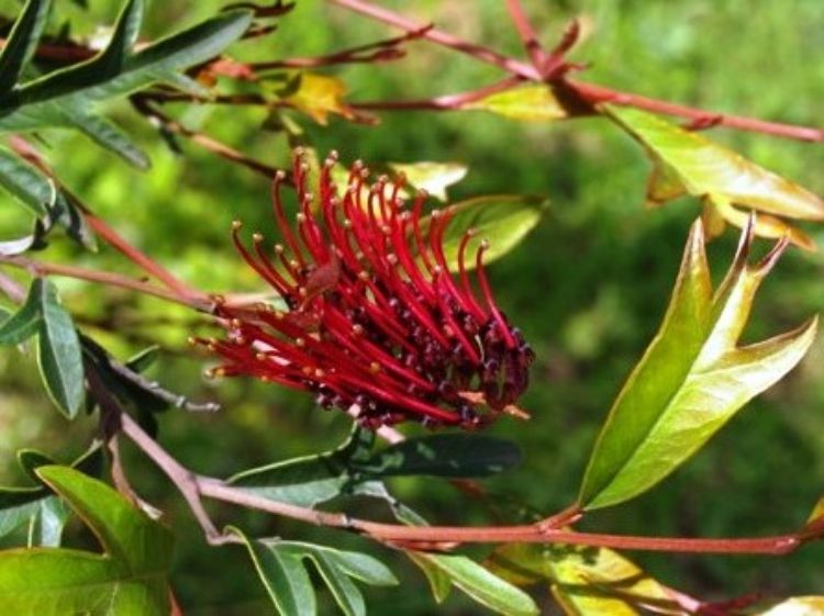 Picture of Grevillea hybrida Aussie Crawl