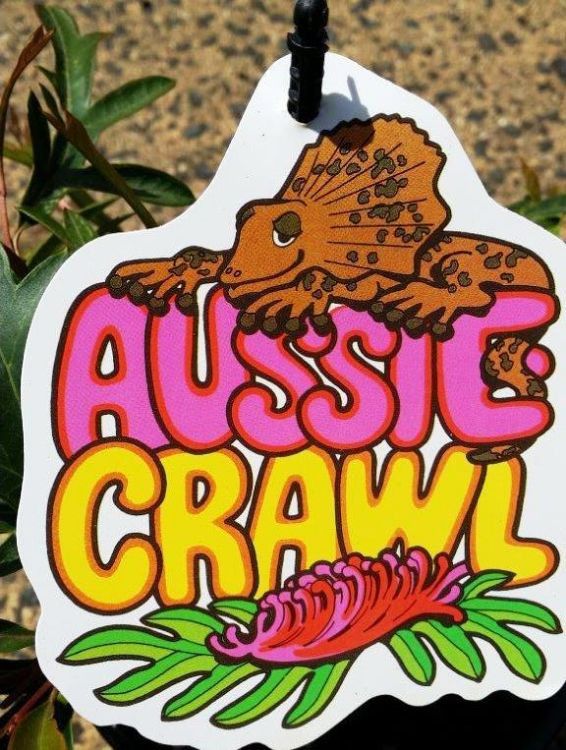 Picture of Grevillea hybrida Aussie Crawl