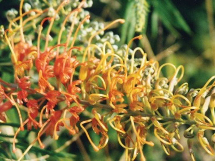 Picture of Grevillea hybrida Autumn Waterfall
