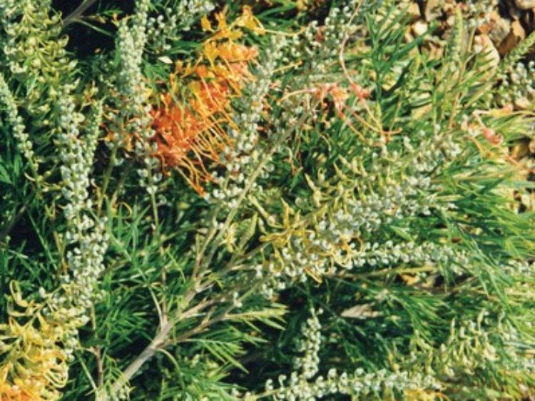 Picture of Grevillea hybrida Autumn Waterfall