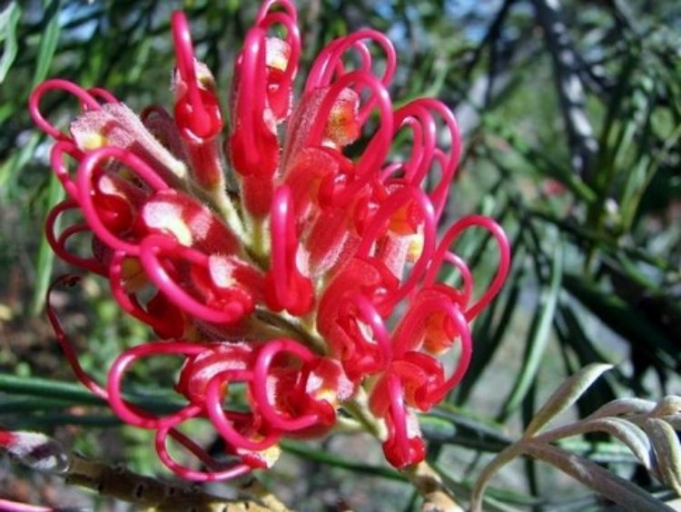 Picture of Grevillea hybrida Big Red