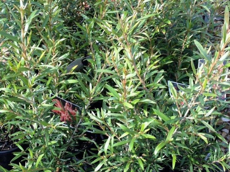 Picture of Grevillea hybrida Big Red