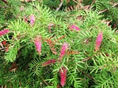 Picture of Grevillea hybrida Burgundy Blaze