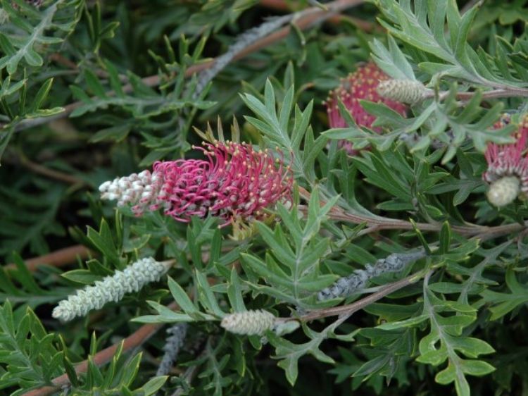 Picture of Grevillea hybrida Carpet Layer