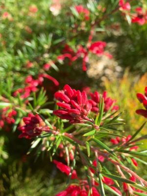 Picture of Grevillea hybrida Clearview David