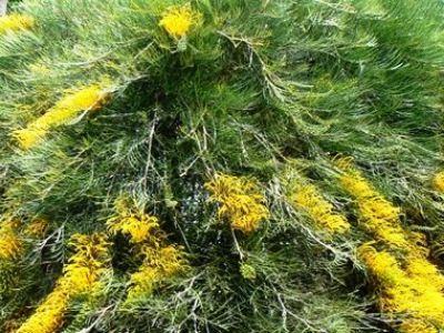 Picture of Grevillea hybrida Cooroora Cascade