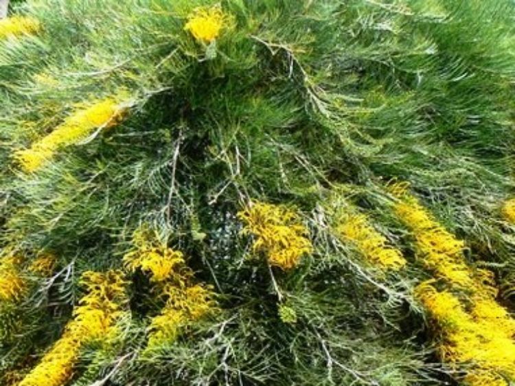 Picture of Grevillea hybrida Cooroora Cascade