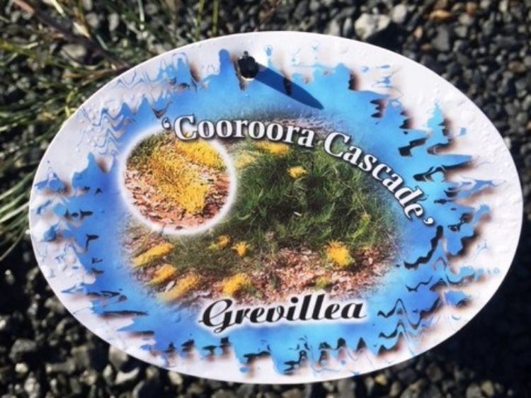 Picture of Grevillea hybrida Cooroora Cascade