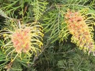 Picture of Grevillea hybrida Cream Passion
