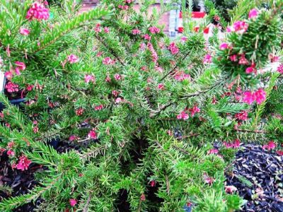 Picture of Grevillea hybrida Fancy Nancy