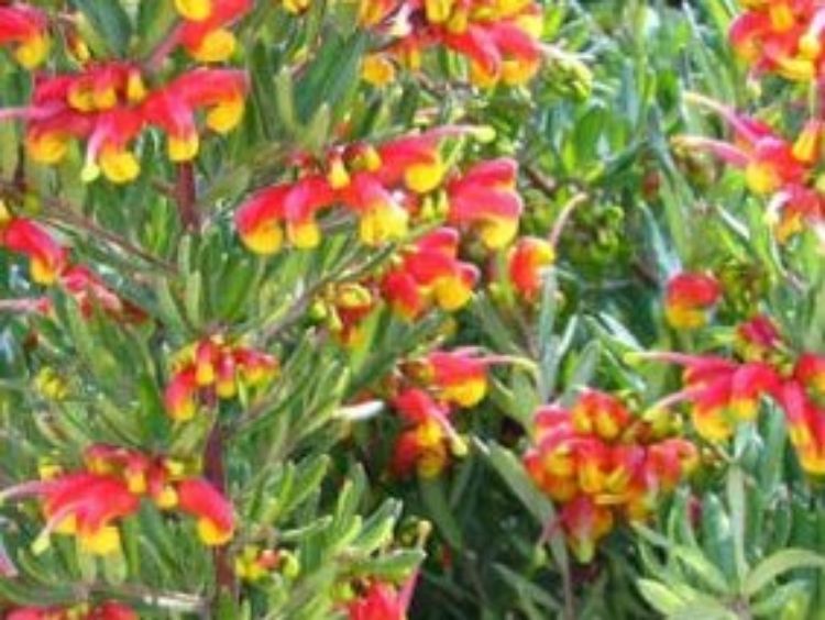 Picture of Grevillea hybrida Fire Cracker PBR