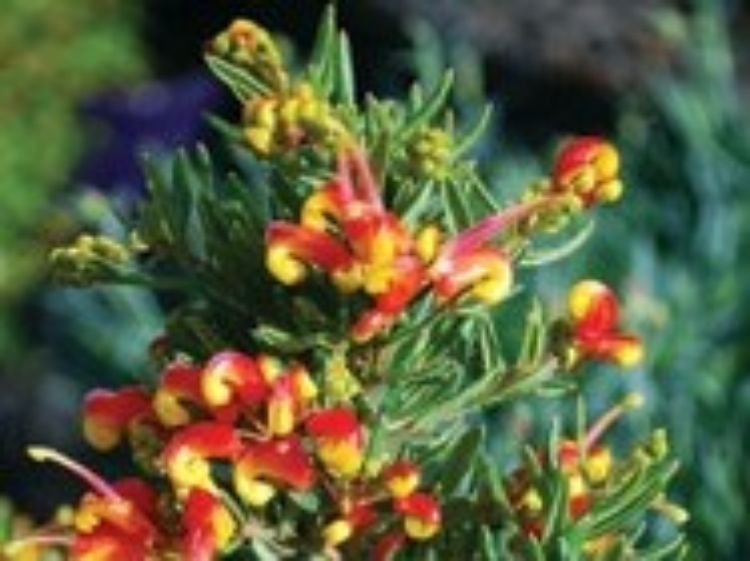 Picture of Grevillea hybrida Fire Cracker PBR