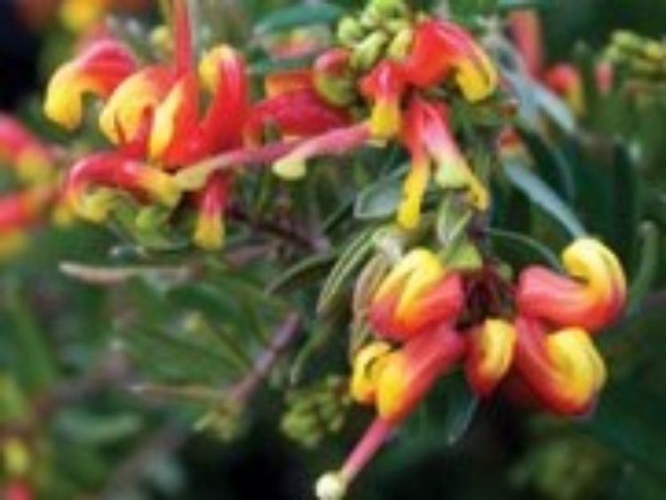 Picture of Grevillea hybrida Fire Cracker PBR
