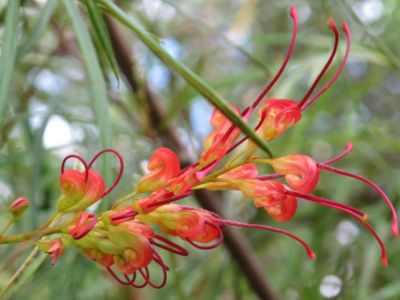 Picture of Grevillea hybrida Firesprite
