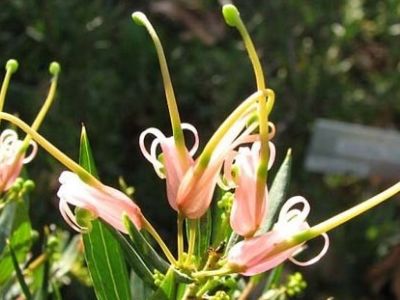 Picture of Grevillea hybrida Forest Rambler