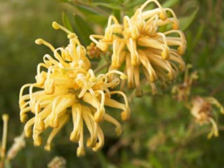 Picture of Grevillea hybrida Gold Fever