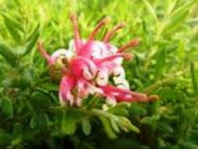 Picture of Grevillea hybrida Honeyeater Heaven