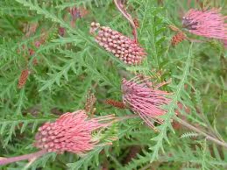 Picture of Grevillea hybrida Ivanhoe