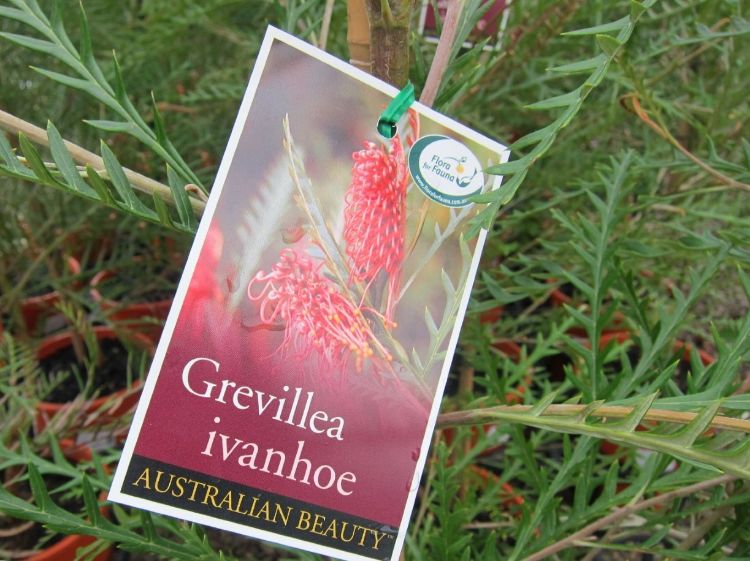 Picture of Grevillea hybrida Ivanhoe