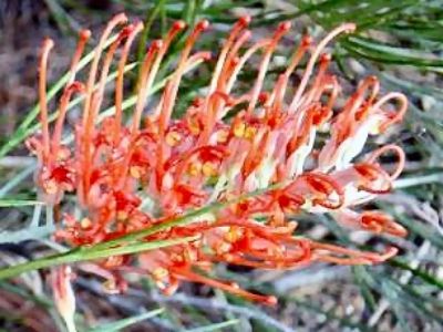 Picture of Grevillea hybrida Jester