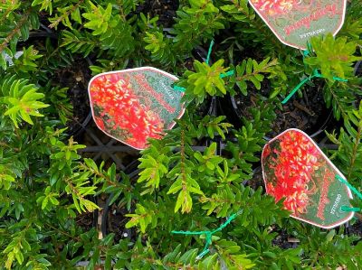 Picture of Grevillea hybrida Knockout